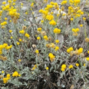 Chrysocephalum apiculatum at Hume, ACT - 8 Jan 2018