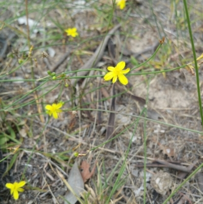 Tricoryne elatior (Yellow Rush Lily) at Hume, ACT - 8 Jan 2018 by nathkay