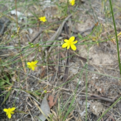 Tricoryne elatior (Yellow Rush Lily) at Jerrabomberra Grassland - 8 Jan 2018 by nath_kay