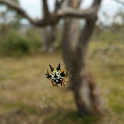 Austracantha minax (Christmas Spider, Jewel Spider) at Jerrabomberra, ACT - 8 Jan 2018 by nathkay