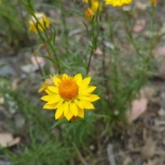 Xerochrysum viscosum (Sticky Everlasting) at Hume, ACT - 8 Jan 2018 by nathkay