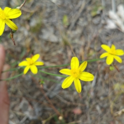 Tricoryne elatior (Yellow Rush Lily) at Jerrabomberra, ACT - 8 Jan 2018 by nath_kay