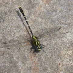 Hemigomphus sp. (genus) (Vicetail) at Paddys River, ACT - 27 Dec 2017 by Christine