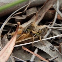 Praxibulus sp. (genus) (A grasshopper) at Mount Painter - 8 Jan 2018 by CathB