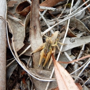 Praxibulus sp. (genus) at Cook, ACT - 8 Jan 2018