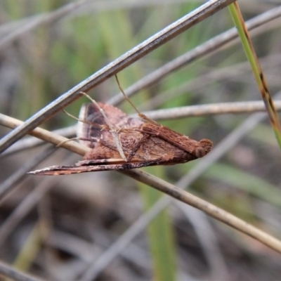 Endotricha ignealis (A Pyralid moth (Endotrichinae)) at Aranda Bushland - 8 Jan 2018 by CathB