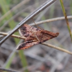 Endotricha ignealis at Belconnen, ACT - 8 Jan 2018 06:09 PM