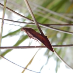 Endotricha ignealis at Belconnen, ACT - 8 Jan 2018