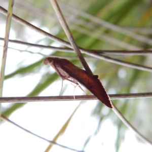 Endotricha ignealis at Belconnen, ACT - 8 Jan 2018 06:09 PM