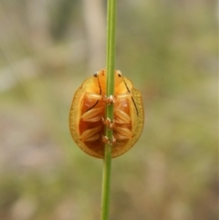 Paropsisterna fastidiosa (Eucalyptus leaf beetle) at Aranda Bushland - 8 Jan 2018 by CathB