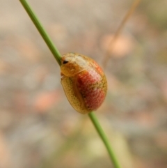 Paropsisterna fastidiosa at Cook, ACT - 8 Jan 2018 06:32 PM