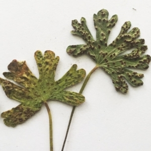 Rust fungus at Hughes, ACT - 8 Jan 2018 12:00 AM