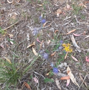 Eryngium ovinum at Hughes, ACT - 9 Jan 2018