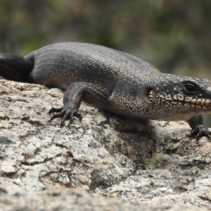 Egernia saxatilis at Tennent, ACT - 9 Jan 2018