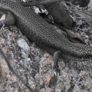 Egernia saxatilis at Tennent, ACT - 9 Jan 2018