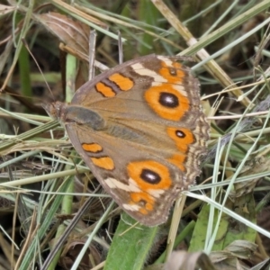 Junonia villida at Fadden, ACT - 9 Jan 2018