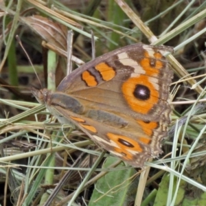 Junonia villida at Fadden, ACT - 9 Jan 2018