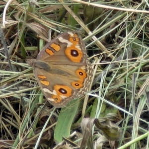 Junonia villida at Fadden, ACT - 9 Jan 2018