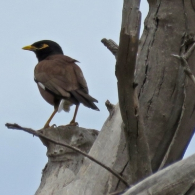 Acridotheres tristis (Common Myna) at Macarthur, ACT - 8 Jan 2018 by RodDeb