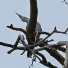 Ocyphaps lophotes (Crested Pigeon) at Macarthur, ACT - 9 Jan 2018 by RodDeb