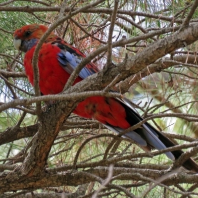 Platycercus elegans (Crimson Rosella) at Fadden, ACT - 8 Jan 2018 by RodDeb