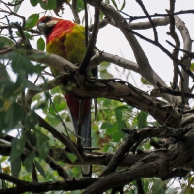 Platycercus eximius (Eastern Rosella) at Macarthur, ACT - 9 Jan 2018 by RodDeb