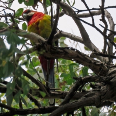 Platycercus eximius (Eastern Rosella) at Macarthur, ACT - 8 Jan 2018 by RodDeb