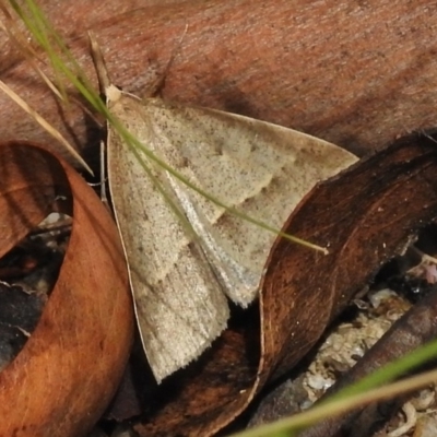 Epidesmia hypenaria (Long-nosed Epidesmia) at Tennent, ACT - 9 Jan 2018 by JohnBundock