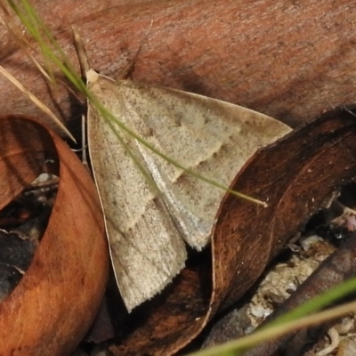 Epidesmia hypenaria (Long-nosed Epidesmia) at Tennent, ACT - 8 Jan 2018 by JohnBundock