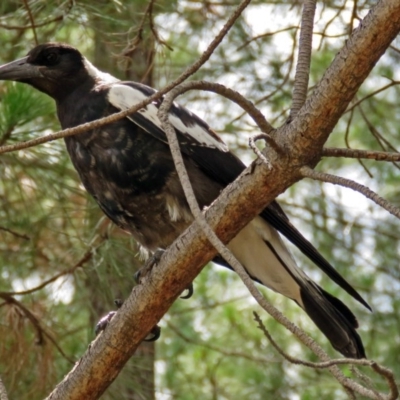 Gymnorhina tibicen (Australian Magpie) at Fadden, ACT - 8 Jan 2018 by RodDeb