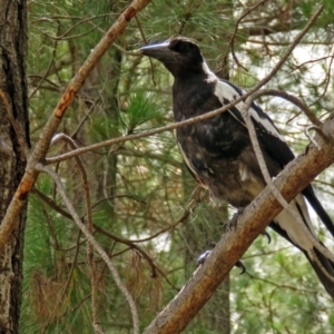 Gymnorhina tibicen at Fadden, ACT - 9 Jan 2018