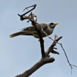 Manorina melanocephala at Macarthur, ACT - 9 Jan 2018 10:52 AM