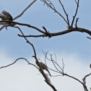 Manorina melanocephala at Macarthur, ACT - 9 Jan 2018 10:52 AM