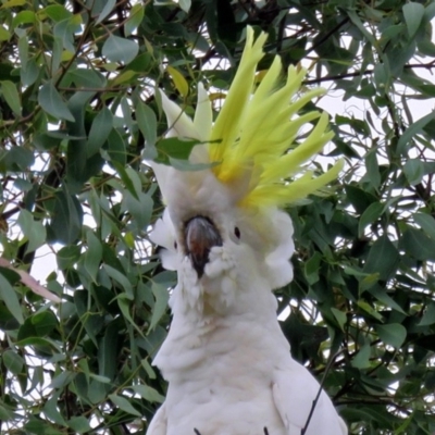 Cacatua galerita (Sulphur-crested Cockatoo) at Macarthur, ACT - 9 Jan 2018 by RodDeb