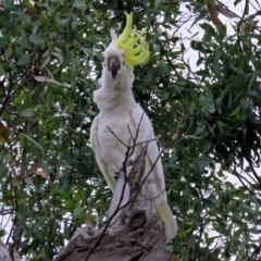 Cacatua galerita at Macarthur, ACT - 9 Jan 2018