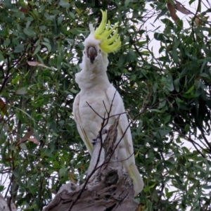 Cacatua galerita at Macarthur, ACT - 9 Jan 2018 11:11 AM