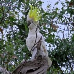 Cacatua galerita at Macarthur, ACT - 9 Jan 2018 11:11 AM