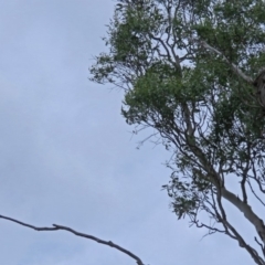 Cacatua galerita at Macarthur, ACT - 9 Jan 2018 11:11 AM