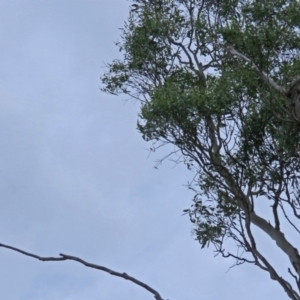 Cacatua galerita at Macarthur, ACT - 9 Jan 2018