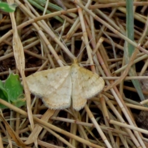 Scopula rubraria at Macarthur, ACT - 9 Jan 2018 11:25 AM