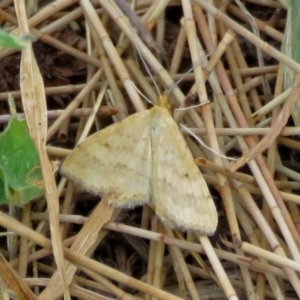 Scopula rubraria at Macarthur, ACT - 9 Jan 2018 11:25 AM