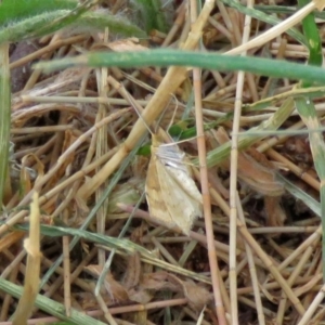 Scopula rubraria at Macarthur, ACT - 9 Jan 2018 11:25 AM