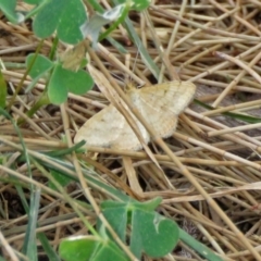 Scopula rubraria at Macarthur, ACT - 9 Jan 2018 11:25 AM