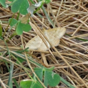 Scopula rubraria at Macarthur, ACT - 9 Jan 2018