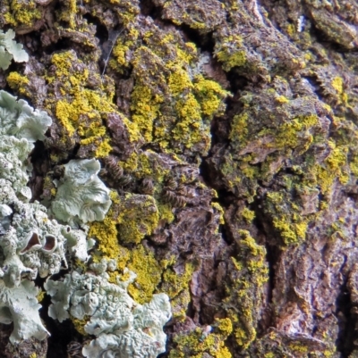 Unidentified Lichen at Macarthur, ACT - 9 Jan 2018 by RodDeb