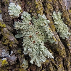 Parmeliaceae (family) (A lichen family) at Macarthur, ACT - 9 Jan 2018 by RodDeb