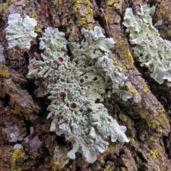 Parmeliaceae (family) at Macarthur, ACT - 9 Jan 2018 11:22 AM