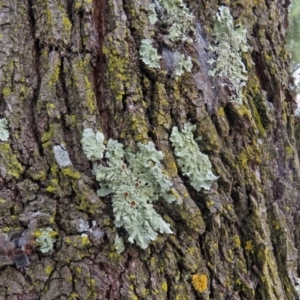 Parmeliaceae (family) at Macarthur, ACT - 9 Jan 2018 11:22 AM