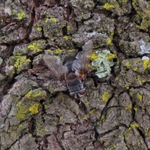 Rutilia (Donovanius) sp. (genus & subgenus) at Macarthur, ACT - 9 Jan 2018