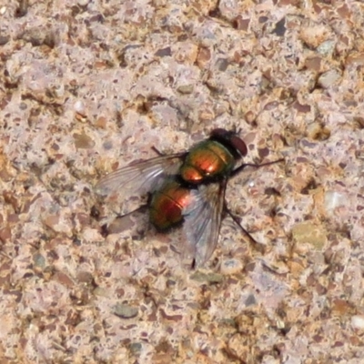 Lucilia cuprina (Australian sheep blowfly) at Macarthur, ACT - 9 Jan 2018 by RodDeb